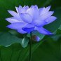 Blue Nelumbo Nucifera China Beautiful Lotus Pad Flower Pond 2 Seeds