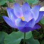 Blue Nelumbo Nucifera China Beautiful Lotus Pad Flower Pond 2 Seeds