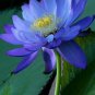 Blue Nelumbo Nucifera China Beautiful Lotus Pad Flower Pond 2 Seeds