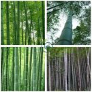 Phyllostachys Pubescens Giant Mao Bamboo 70 Seeds