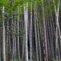 Phyllostachys Pubescens Giant Mao Bamboo 70 Seeds