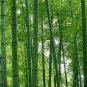 Phyllostachys Pubescens Giant Mao Bamboo 70 Seeds