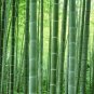 Phyllostachys Pubescens Giant Mao Bamboo 70 Seeds