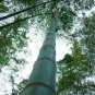 Phyllostachys Pubescens Giant Mao Bamboo 70 Seeds