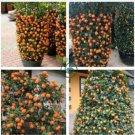 Small Potted Edible Orange Bonsai Organic 40 Seeds
