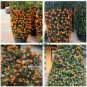 Small Potted Edible Orange Bonsai Organic 40 Seeds