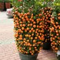 Small Potted Edible Orange Bonsai Organic 40 Seeds
