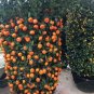 Small Potted Edible Orange Bonsai Organic 40 Seeds