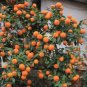 Small Potted Edible Orange Bonsai Organic 40 Seeds