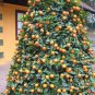 Small Potted Edible Orange Bonsai Organic 40 Seeds