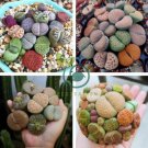 Beauty Mixed Mini Lithops Bonsai Plants Cactus 200 Seeds