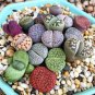 Beauty Mixed Mini Lithops Bonsai Plants Cactus 200 Seeds