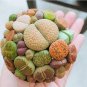 Beauty Mixed Mini Lithops Bonsai Plants Cactus 200 Seeds