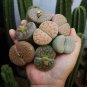 Beauty Mixed Mini Lithops Bonsai Plants Cactus 200 Seeds