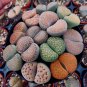 Beauty Mixed Mini Lithops Bonsai Plants Cactus 200 Seeds