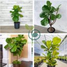 Ficus Lyrata Bonsai Tree 100 Seeds