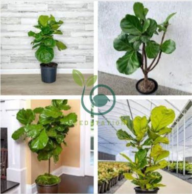 Ficus Lyrata Bonsai Tree 100 Seeds
