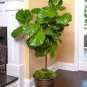 Ficus Lyrata Bonsai Tree 100 Seeds