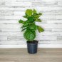 Ficus Lyrata Bonsai Tree 100 Seeds