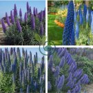 Big Outdoor Plants Pride of Madeira Bonsai 200 Seeds