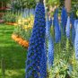 Big Outdoor Plants Pride of Madeira Bonsai 200 Seeds