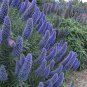 Big Outdoor Plants Pride of Madeira Bonsai 200 Seeds