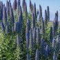 Big Outdoor Plants Pride of Madeira Bonsai 200 Seeds