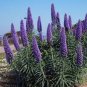 Big Outdoor Plants Pride of Madeira Bonsai 200 Seeds