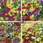 Mini Calibrchoa Million Bells Annual Flower 200 Seeds