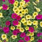 Mini Calibrchoa Million Bells Annual Flower 200 Seeds