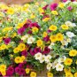 Mini Calibrchoa Million Bells Annual Flower 200 Seeds