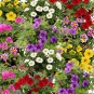 Mini Calibrchoa Million Bells Annual Flower 200 Seeds