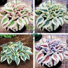 Hosta Bonsai Perennials Plantain Beautiful Lily Flower White 400 Seeds