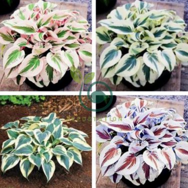 Hosta Bonsai Perennials Plantain Beautiful Lily Flower White 400 Seeds