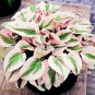 Hosta Bonsai Perennials Plantain Beautiful Lily Flower White 400 Seeds