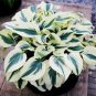 Hosta Bonsai Perennials Plantain Beautiful Lily Flower White 400 Seeds