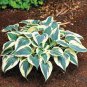 Hosta Bonsai Perennials Plantain Beautiful Lily Flower White 400 Seeds