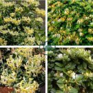 Honeysuckle Vine Plant 200 Seeds