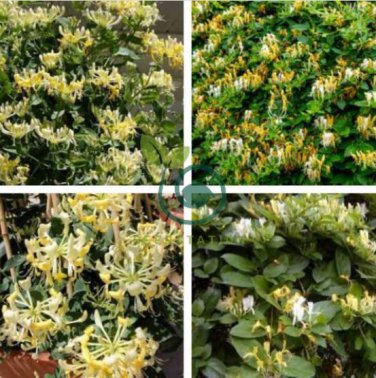 Honeysuckle Vine Plant 200 Seeds