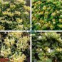 Honeysuckle Vine Plant 200 Seeds