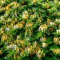 Honeysuckle Vine Plant 200 Seeds
