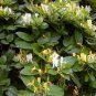 Honeysuckle Vine Plant 200 Seeds