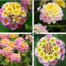 Imported Lantana Camara Plant Five Colors Hydrangea Flower 100 Seeds