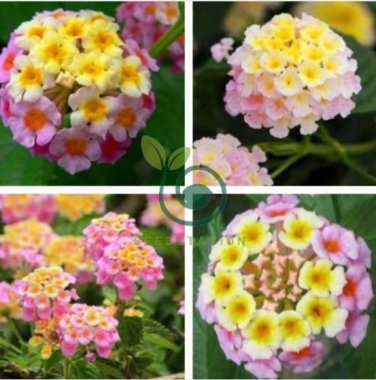 Imported Lantana Camara Plant Five Colors Hydrangea Flower 100 Seeds