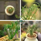 Albuca namaquensis 40 Seeds
