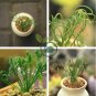Albuca namaquensis 40 Seeds