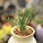 Albuca namaquensis 40 Seeds