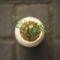 Albuca namaquensis 40 Seeds