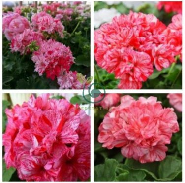 Geranium Pink & Dark Red Blooms Saw-toothed Petals Flower 20 Seeds