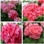 Geranium Pink & Dark Red Blooms Saw-toothed Petals Flower 20 Seeds